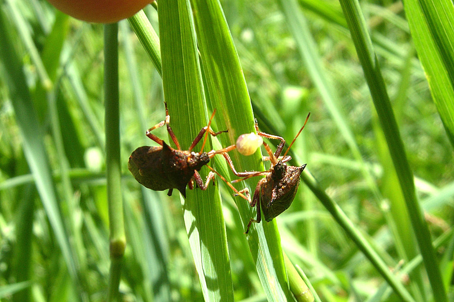 Picromerus bidens.... che giocano con la palla...